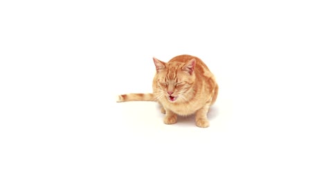 cute cat lying alone