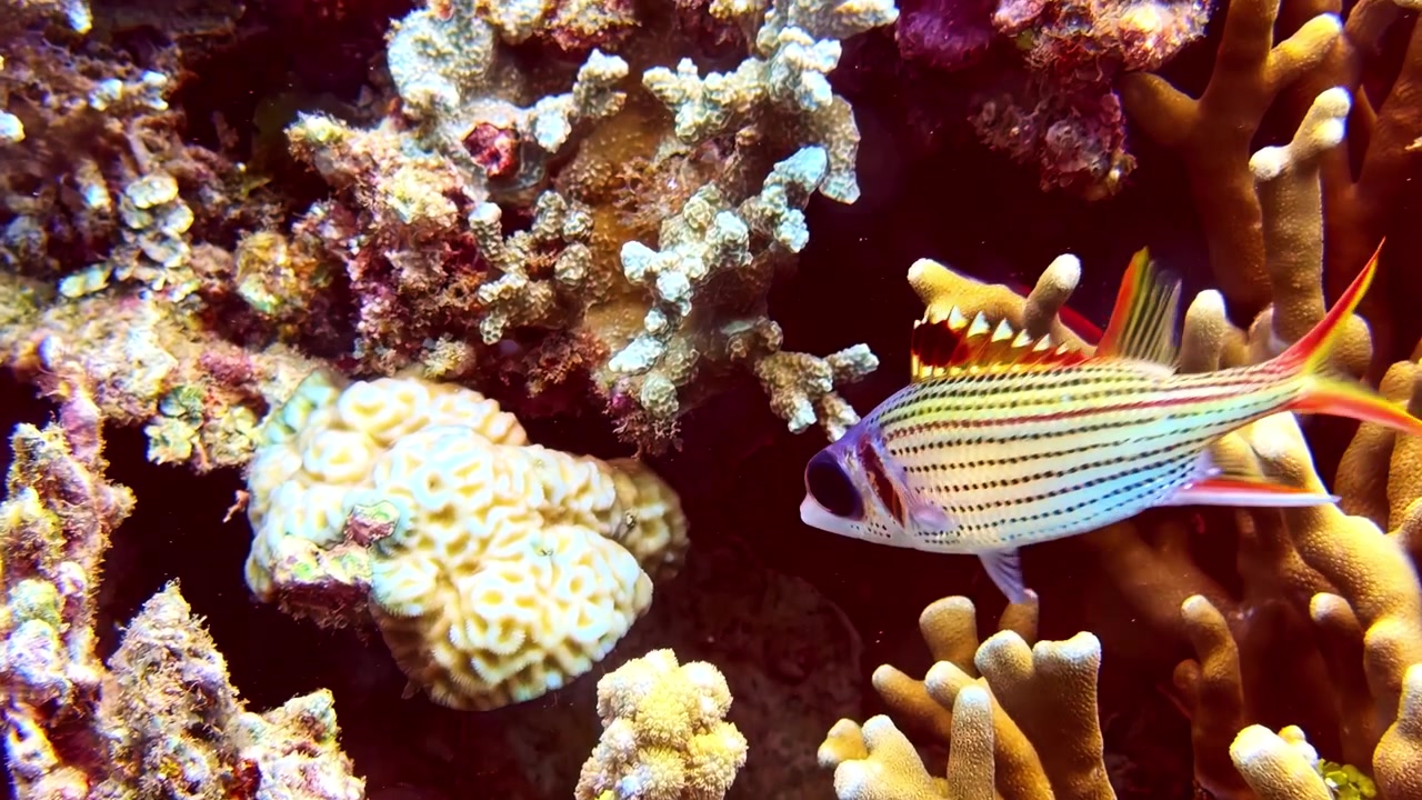 Un pesce a strisce nuota attraverso una vivace barriera corallina, evidenziando il dinamico ecosistema sottomarino. Adatto per contenuti di biologia marina o progetti a tema acquatico.