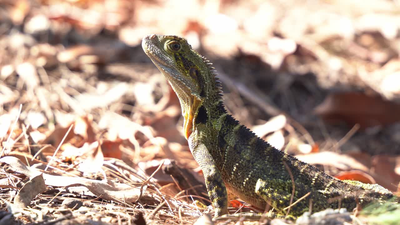 dragón de agua australiano nativo, intellagama lesueurii visto en el suelo del bosque caducifolio en la temporada de otoño en su hábitat natural durante el día, costa dorada, queensland, australia, primer plano