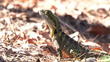 native australian water dragon, intellagama lesueurii spotted on the deciduous forest ground in autumn season in its natural habitat at daytime, gold coast, queensland, australia, close up shot