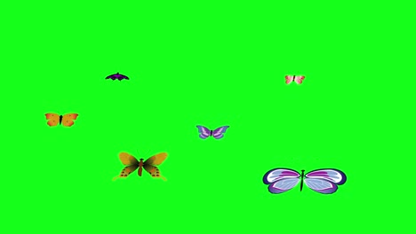 group of butterflies fly on green screen chroma key, graphic source element animation