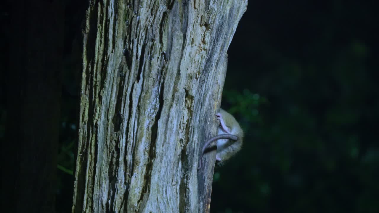 Slow motion clip of tree trunk detail in Dutch forest, moss-covered bark with natural textures