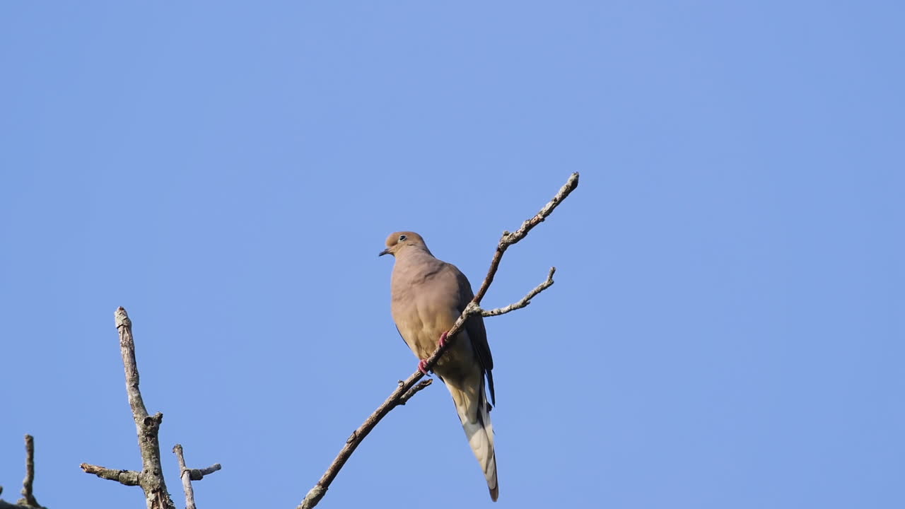 Una tortora lamentosa beige appollaiata sulla cima di un albero spoglio su uno sfondo di cielo blu