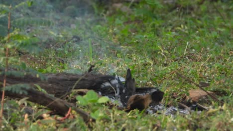 Fuego-En-El-Bosque---Humo---Madera