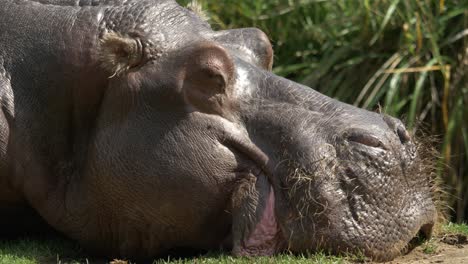side view tracking shot of a hippopotamus laying down on the grounds of africa