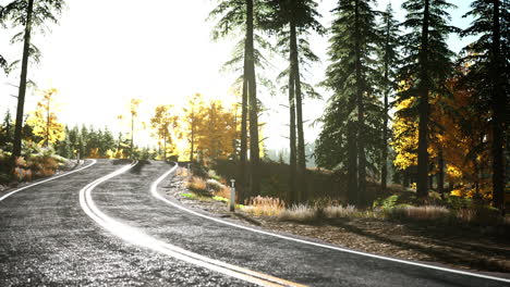 forest road under sunset sunbeams
