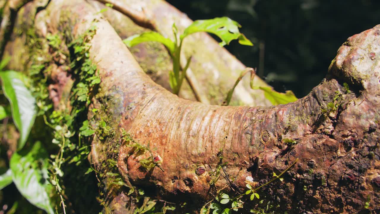 A jungle giant reveals moss-laden roots ants marching on it in the dense undergrowth of Peru’s tropical rainforest.