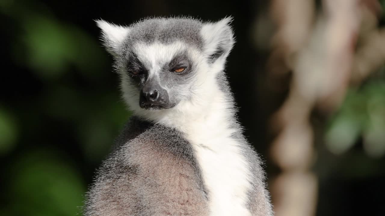 Uma foto detalhada em close-up de um lêmure-de-cauda-anelada observando seus arredores com olhos laranja curiosos