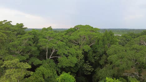 amazon rainforest tree canopy peru