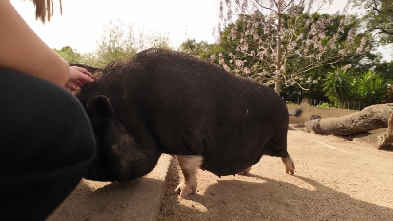 백인 여성이 느린 동작으로 농장에서 거대한 검은 돼지를 만지고 있습니다.