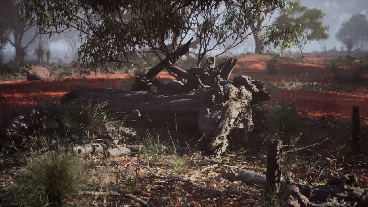 해가 뜨는 동안 안개 가 가득 한 오스트레일리아 숲 에서 떨어진 나무 어리