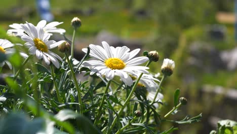 beautiful chamomile flower on windy day with green background shot