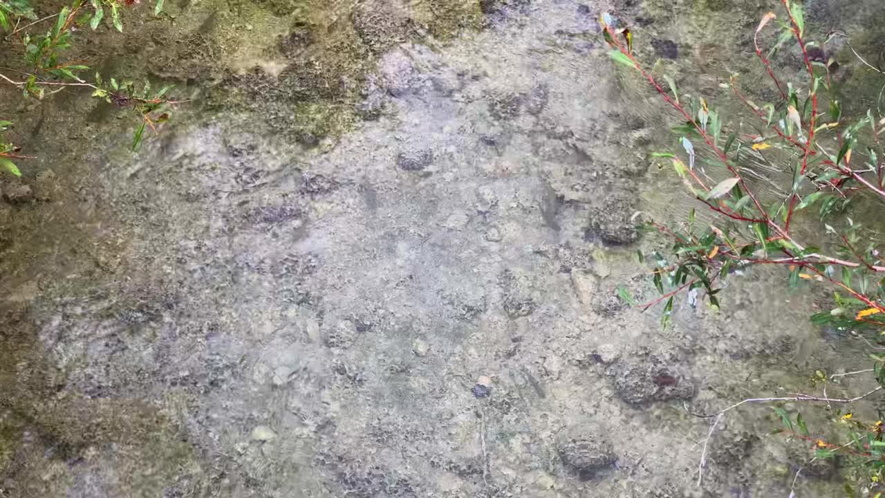 맑은 호수 물, 바위 바닥에서 조수에 맞서 헤엄치는 작은 물고기 무리