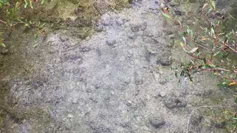 crowd of small fishes swimming against the tide in crystal clear lake water, rocky bottom
