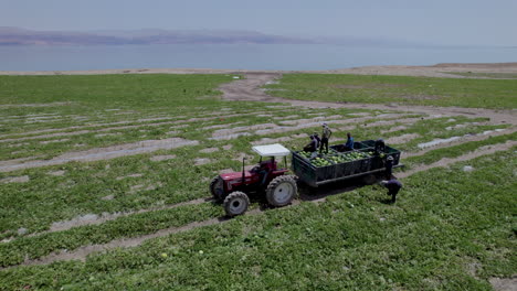 Erstaunlicher-Wassermelonen-Ernteprozess-Neben-Dem-Toten-Meer---Parallaxenaufnahme