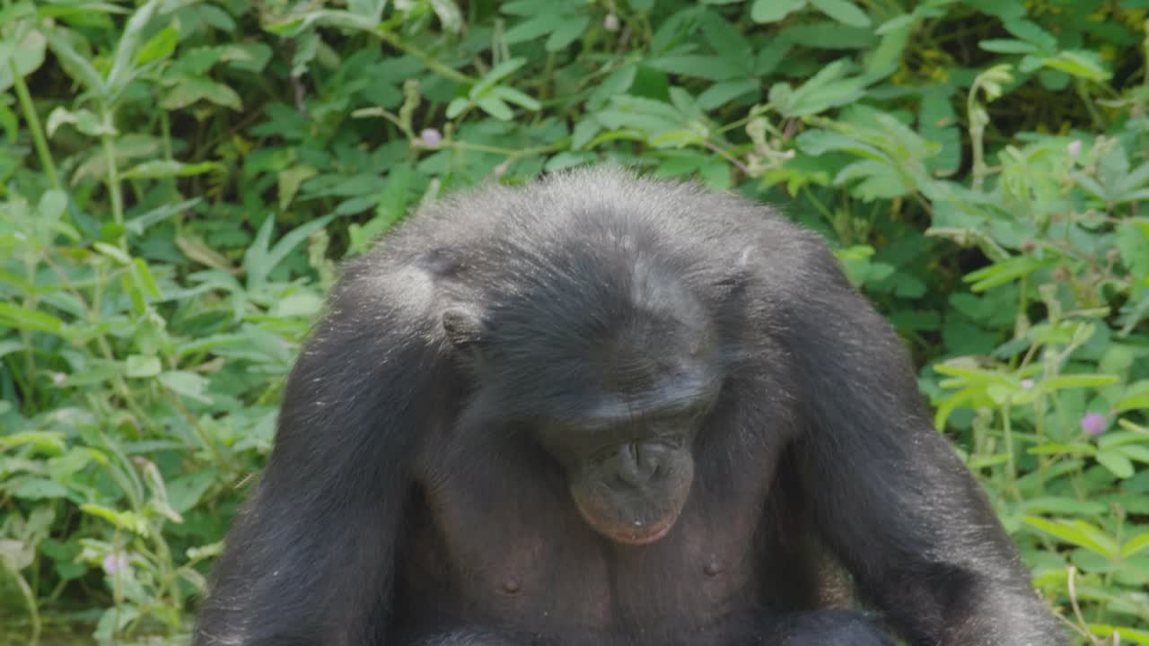 bonobo mirando a su alrededor en un denso bosque de sabana, república democrática del congo