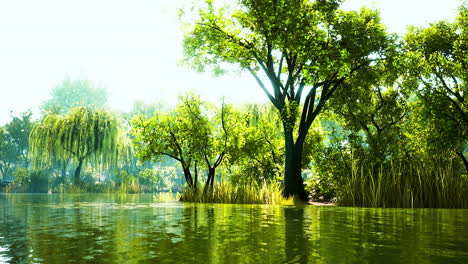 trees-in-the-morning-sun-near-a-pond-in-city-park