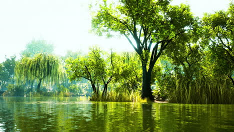 trees in the morning sun near a pond in city park