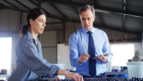 Manager-instructing-worker-while-checking-a-harvested-olives-4k