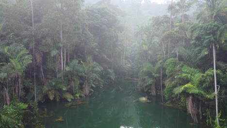 tropical jungle lush rainforest with lake in the morning.