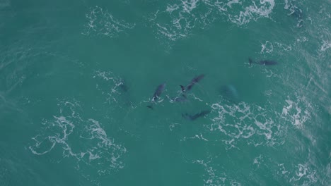 waves splashing in the tasman sea with bottlenose dolphins swimming beneath surface