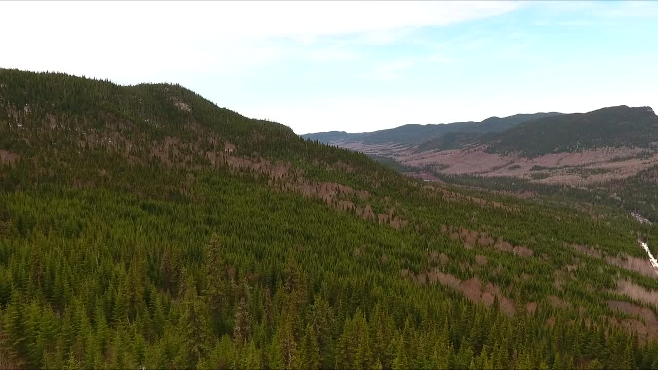 hermoso bosque verde en el norte de quebec, canadá