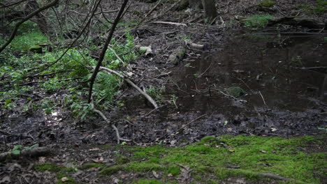 forest-floor-full-of-black-mud-background-wallpaper