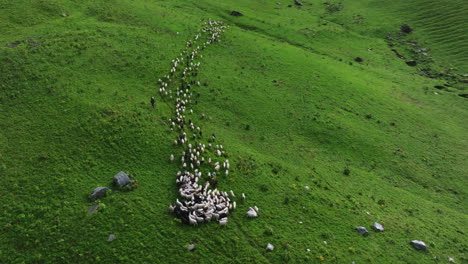 El-Dron-Orbita-La-Región-Montañosa-De-Nepal-Con-Cabras-Y-Ovejas-Corriendo-En-Un-Campo-De-Pastizales-Verdes