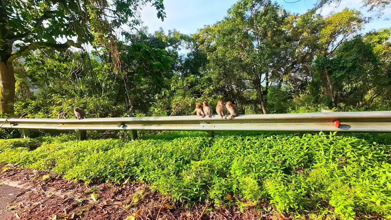 Monkeys playing and relaxing on a road guardrail in lush green surroundings