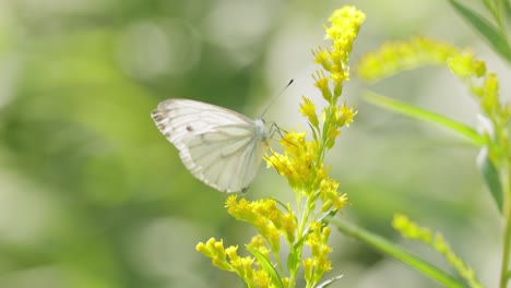 pieris brassicae, the large white butterfly, also called cabbage butterfly. large white is common throughout europe, north africa and asia often in agricultural areas, meadows and parkland.