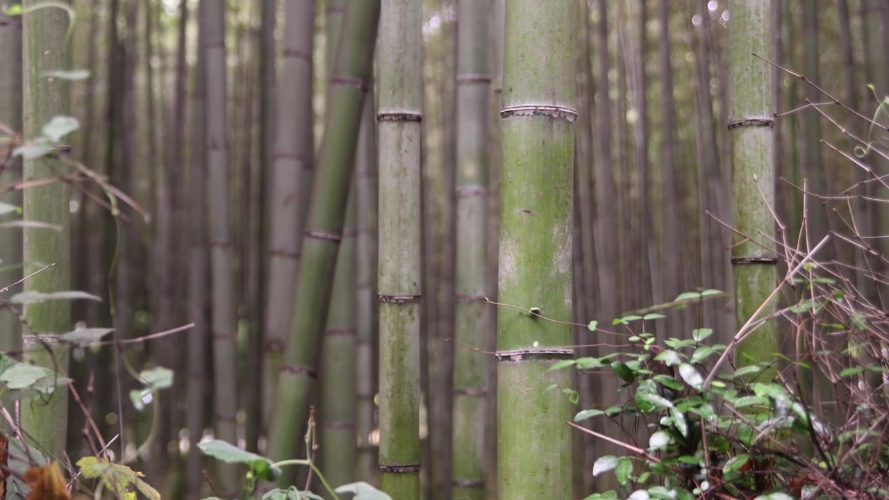 Vista ravvicinata all'interno del Bosco di Bambù di Arashiyama, dove alti fusti di bambù verde si ergono attraverso una fitta boscaglia, creando una scena naturale tranquilla e suggestiva a Kyoto, Giappone.