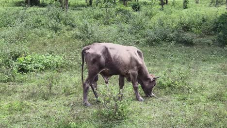 cow grazing in a field