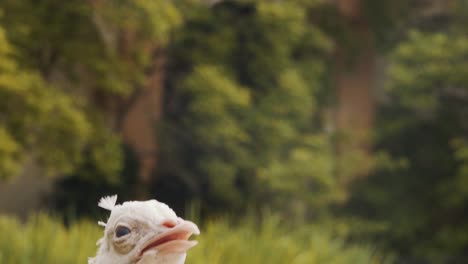 White-peacock-in-garden-in-slow-motion,-close-up