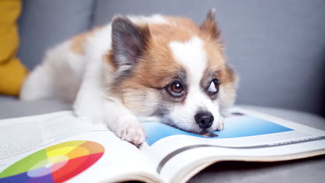 chihuahua plus pomeranian dog with books lying on a comfortable sofa and looking at a camera in the living room