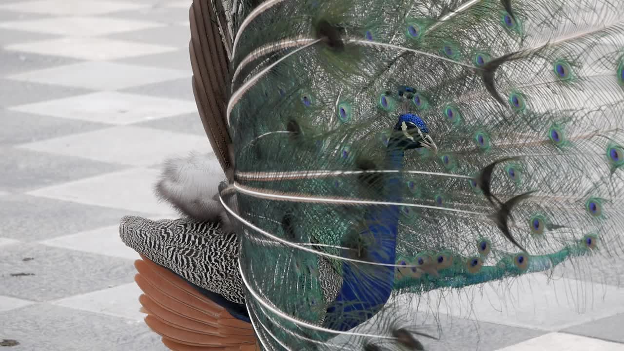 구애 표시를 위해 꼬리가 열린 아름다운 공작의 클로즈업