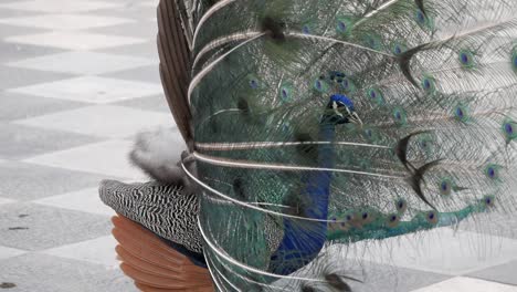 primer plano de un hermoso pavo real con la cola abierta para mostrar el cortejo