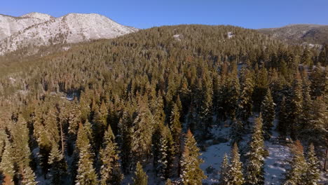 panoramic view of douglas firs and snow capped mountain peaks in lake tahoe, nevada