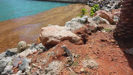 Leguan-Am-Wasser-Auf-Den-Felsen