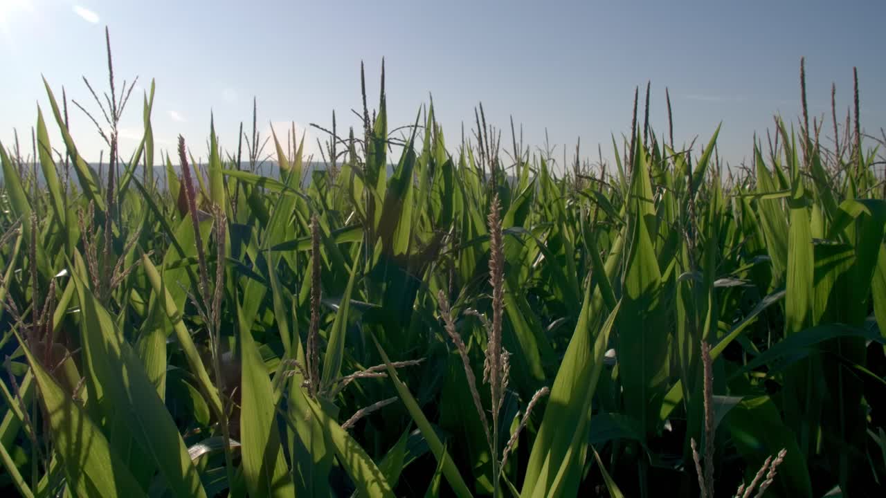 Cornfield in Franconia with Fichtelgebirge in the background - 9