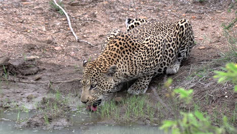 Close-up-of-large-male-leopard-drinking-at-waterhole,-zoom-out