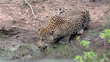 close-up of large male leopard drinking at waterhole, zoom out