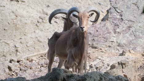 a majestic ram stands atop a rocky outcrop in a vast desert a majestic ram with curved horns stands on a rocky outcrop in a desert the scene showcases these magnificent animals and their social nature