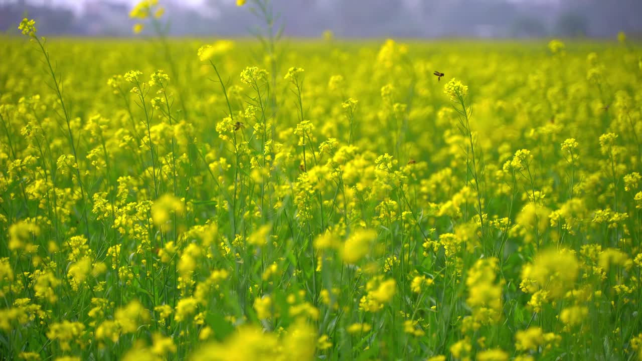 벌들이 광활한 겨자밭의 꽃에서 꿀을 모으고 있다