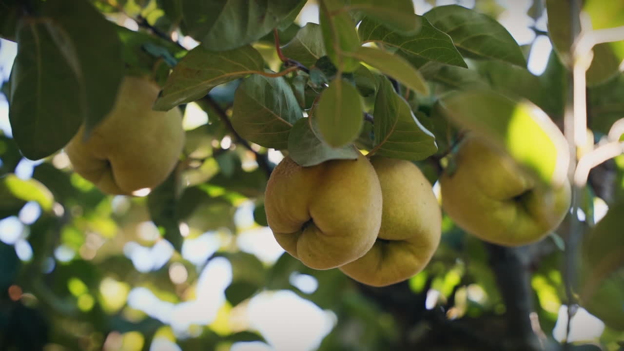 quinces en un árbol lento movimiento gimbal tiro