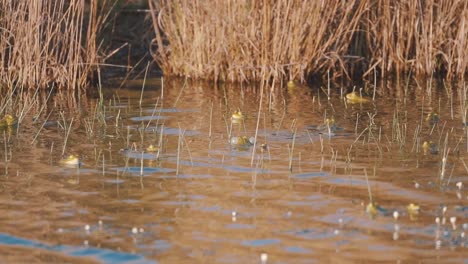 Las-Ranas-Nadan-Y-Sacan-La-Cabeza-Del-Agua-Dorada-Del-Río-En-Verano,-A-Cámara-Lenta