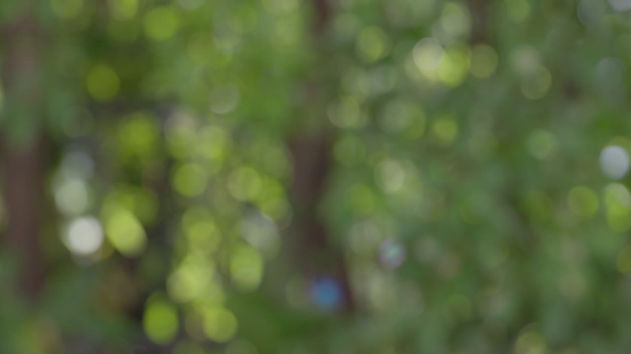 4K Video slow motion  soap bubble flying in the air with out of focus green tree background.