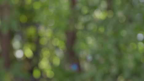 video 4k de burbuja de jabón en cámara lenta volando en el aire con un fondo de árbol verde fuera de enfoque.