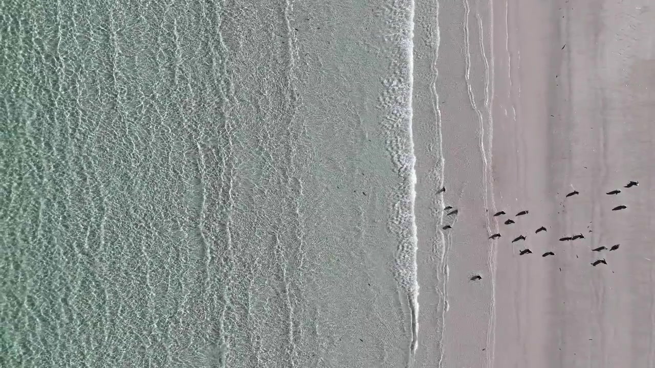 Ripresa con drone di pinguini Papua in piedi lungo la costa in un ambiente insulare remoto, riprese aeree nelle Isole Falkland.