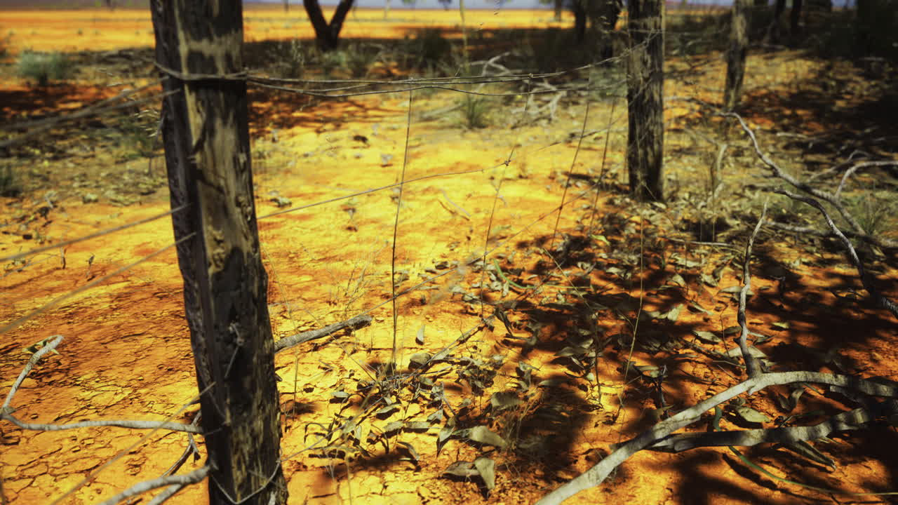 Dry landscape with barren trees and orange earth under harsh sunlight