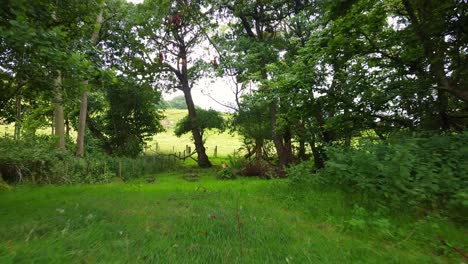 drone-shot-revealing-green-field-out-of-woodland